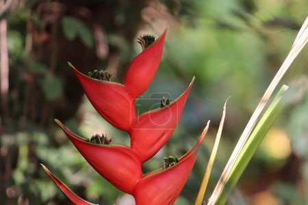 Maravillosa heliconia bihai planta roja primer plano belleza