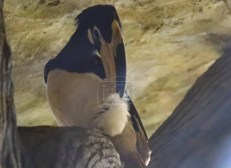 Schwarz-weiße Hornvogel-Nahaufnahme Gesicht auf dem Ast
