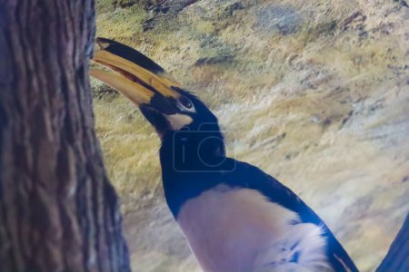 Hornbill On The Top Of the Tree branch