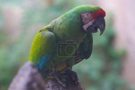 beautiful cute parrot sitting on the branch