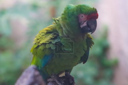 Grüner Papagei Nahaufnahme Gesicht und Sitzen auf dem Ast