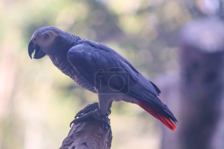 Grey parrot sitting on the wood with blur background