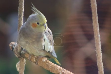 Cockatiel pájaro sentado en la madera colgante