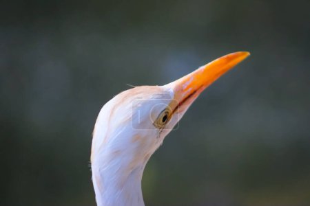 Cattle Egret Head Closeup With Orange Beak