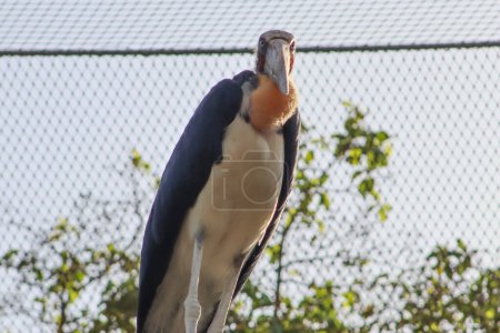 Großer bunter Storchenvogel Marabou auf dem Baum