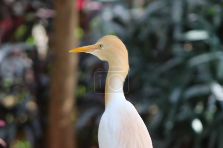 White Egret Bird With Yellow Beak On The Blur Background