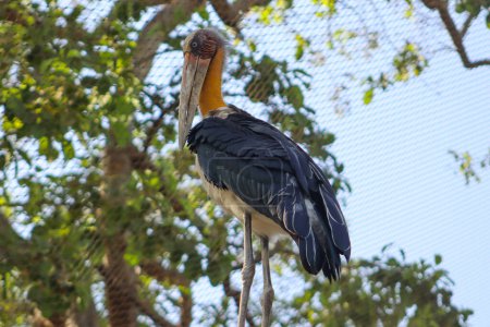 Großer Hilfsvogel mit großem Schnabel steht auf dem Baum