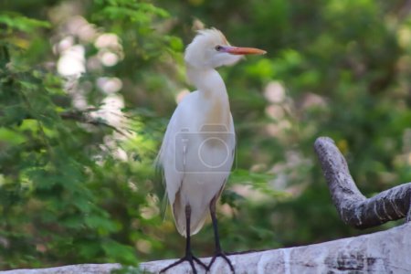 Cattle egret bird on the tree branch
