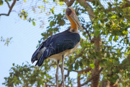 Greater adjutant big bird standing top of the tree