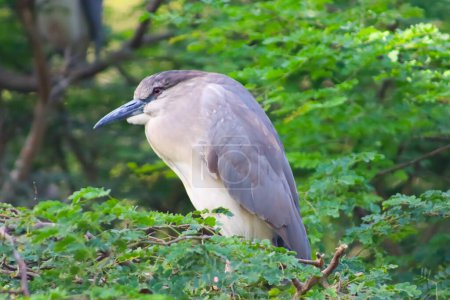 Black Crowned Night Heron Bird On The Tree With Green Leaves Background