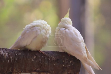 dos hermosa poco cockatiel loro en el árbol rama