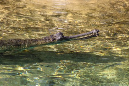 Krokodil schwimmt im See im Zoo von Mumbai