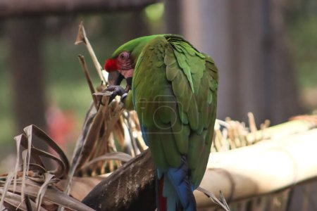 Parrot Eating Dry Leaves On The Tree Branch