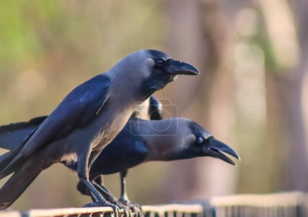 Black crow sitting on the railing