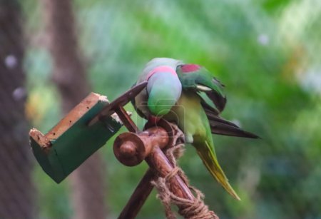 Small green parrot itching on the wood