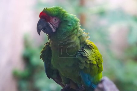 Schönes Papageiengesicht auf dem Ast, Papagei im Zoo