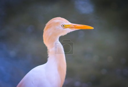 Beautiful White Egret Birds Closeup With Orange Beak, Egret Bird on The Blur Background