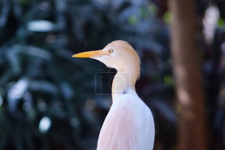Téléchargez les photos : Aigrette blanche mignon oiseau gros plan avec fond de flou vert - en image libre de droit
