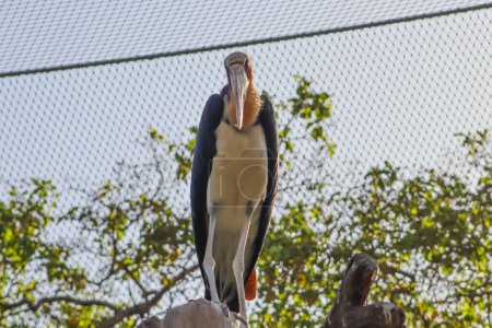 Giant Stork Bird Standing Over The Tree