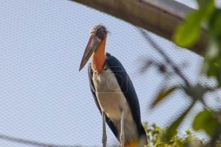 Adjutant Bird Closeup In The Zoo Cage