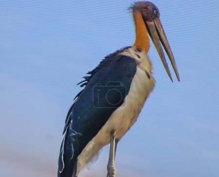 Adjutant Vogel im Stehen Nahaufnahme Gesicht mit blauem Hintergrund