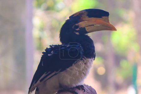 Black hornbill beautiful closeup face in the zoo