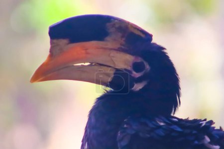 Big Beak Pied Hornbill Closeup Face With Blur Background