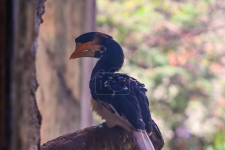Big beak hornbill sitting on the wood in the indian zoo
