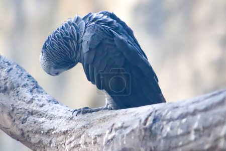 Grey parrot itching on the tree branch