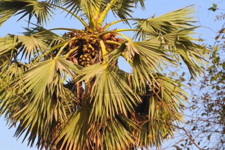 Asian palmyra palm tree with fresh fruits on the palm tree