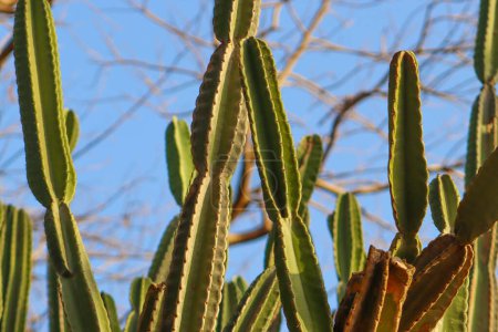 Planta de cactus de Cereus jamacaru con cielo azul claro