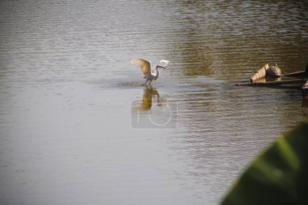 Beautiful egret bird flying in the lake