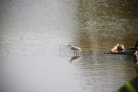 Téléchargez les photos : Aigrette Oiseau marchant dans le lac et chassant le poisson - en image libre de droit