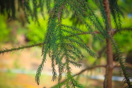 Green cedar tree leaves closeup