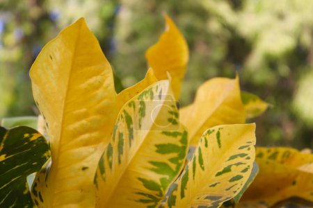 Jardín croton hojas amarillas y verdes primer plano