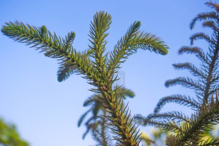 Araucaria hojas verdes contra el cielo azul. Hermoso árbol verde