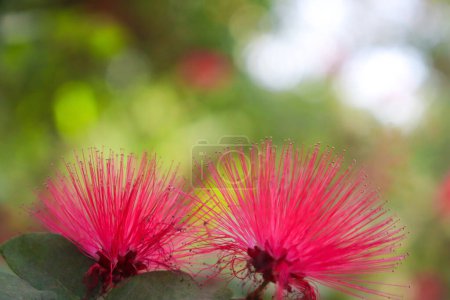 Photo for Calliandra grandiflora red flowers closeup with green blur background and beautiful red flower wallpaper - Royalty Free Image