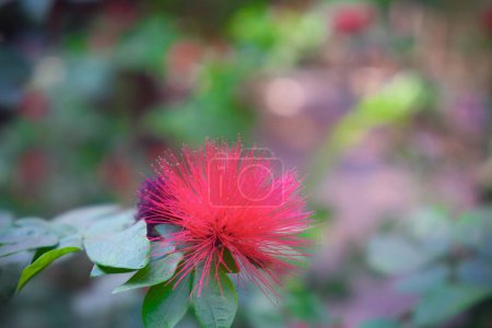 Red calliandra harrisii flower beautiful closeup with green leaves and blur plant background