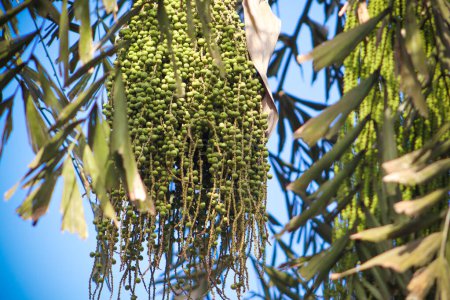 Green queen palm berries hanging on the tree against the blue sky