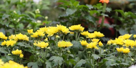 Photo for Chrysanthemum yellow flower plants in the nursery with green plants - Royalty Free Image