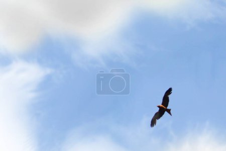 Sunny Blue Sky Background With White Clouds And Bird Fly In Sky
