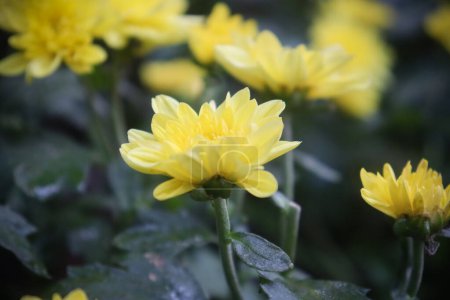 Chrysanthème grandiflorum fleur jaune avec des feuilles vertes fraîches dans le jardin