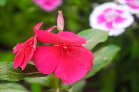 Madagascar Periwinkle Red Flower Closeup On The Green Leaves