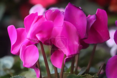 Erstaunliche rosa Cyclamen persicum Blume Nahaufnahme