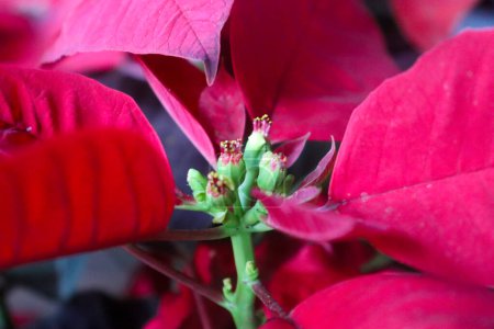Téléchargez les photos : Belle poinsettia fleur rouge gros plan - en image libre de droit