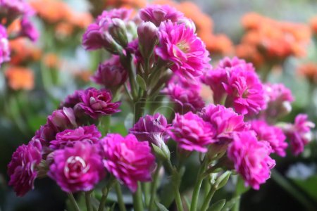 Pink Florist Kalanchoe Beautiful Flower With Blur Flower Background