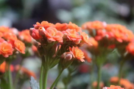 Photo for Beautiful Orange Small Kalanchoe Flower With Plant Background - Royalty Free Image