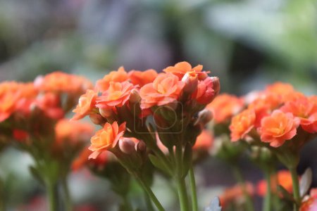 Photo for Florist Kalanchoe orange beautiful flower landscape closeup - Royalty Free Image