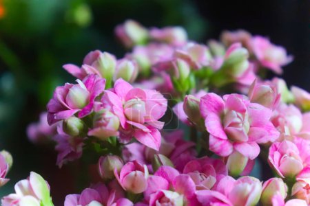 Photo for Florist kalanchoe pink flower beautiful closeup little flower - Royalty Free Image