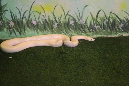 Albino Ball Python White Snake Crawling On The Green Grass